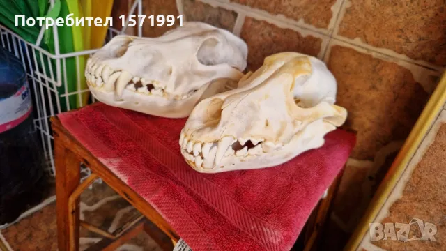 кожи от вълк и черепи, снимка 4 - Антикварни и старинни предмети - 44601432