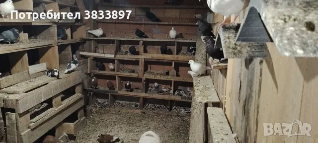 Пазарджишки и спортни гълъби, снимка 3 - Гълъби - 56355577