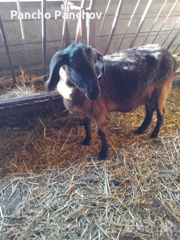 продавам четири кози , снимка 10 - Кози - 54322070