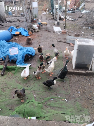 Продавам Индийски Бегачи 