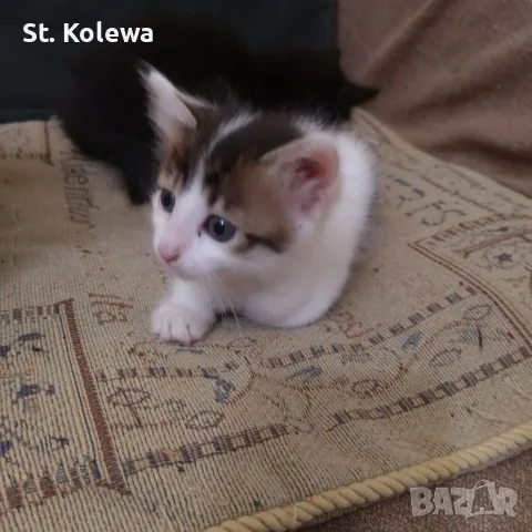 Малки котенца търсят своя дом, снимка 9 - Други - 56339703