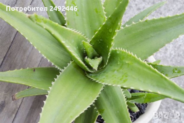 Алое Вера (Aloe), снимка 4 - Стайни растения - 34061197