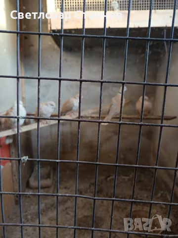 кускумрийки видове, снимка 2 - Гълъби - 52317521