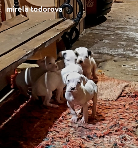 Дого Аржентино , снимка 15 - Дого аржентино - 52413341