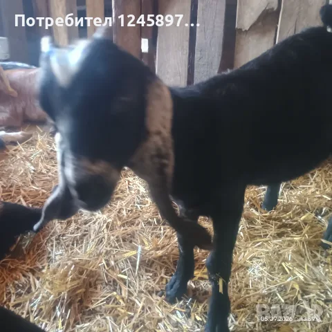 Чистопородно англонубийско яре на 3.м