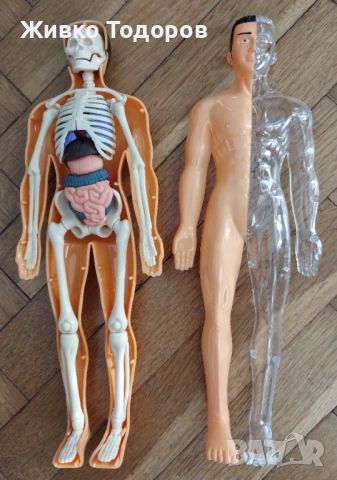 Образователна анатомична фигура - Човешко тяло 3D, 29.5см, снимка 12 - Образователни игри - 51702687
