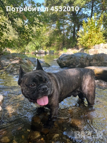 Търся женска за разплод , снимка 5 - Френски булдог - 54184906