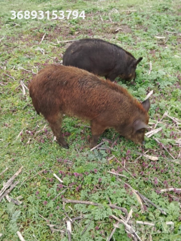 Продавам прасета, снимка 7 - Прасета - 54334729