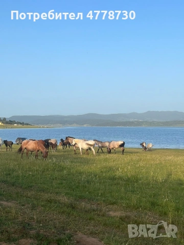 Еко кът Батак , снимка 15 - Почивки на язовир - 53989581