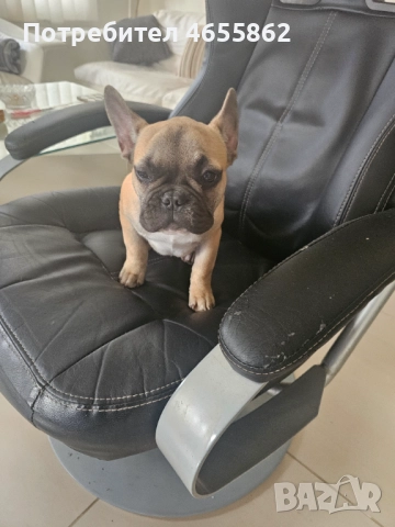 Френски съкровища търсят любящи стопани, снимка 9 - Френски булдог - 52474199