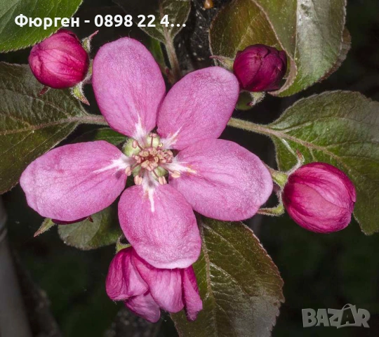 Ябълка RedLove “Sirena” – “Червена луна”, снимка 4 - Разсади - 53272423