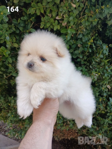 Померани. Реални снимки ! , снимка 13 - Померан - 53980464