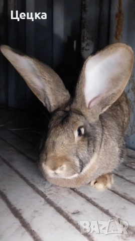 Продавам зайка, снимка 3 - Други - 52810039