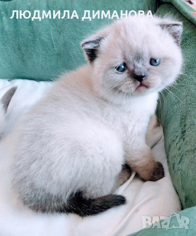 Шотландски мъжки със сини очи. 