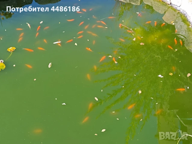 Продавам езерни декоративни рибки , снимка 1