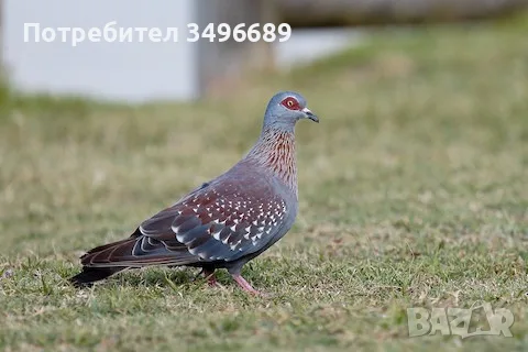 Продавам Гвинейски Гълъби