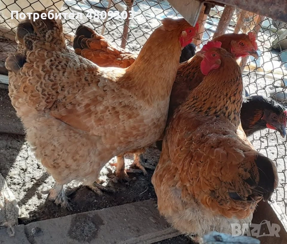 Селски кокошки