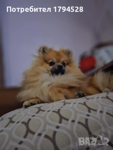 Мъжки померан