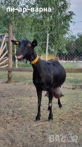 #продажбанаакции #русевхолдингеад #акционернодружество #съкооператори #ферма #фермазакокошки #яйца , снимка 5 - Продажба или споделяне на готов бизнес - 52383178