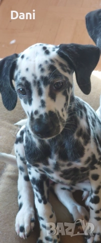 Момиче далматинец