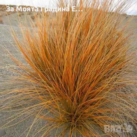 Карекс Декоративна трева