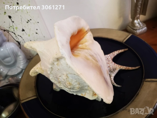 Рогат шлем" (Cassis cornuta). голям Рапан от Индийския океан Размери 27см, снимка 5 - Декорация за дома - 53927547