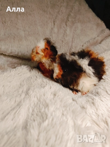 Соски свинчета альпако. С дълга къдрава коса. , снимка 9 - Морски свинчета - 52861716