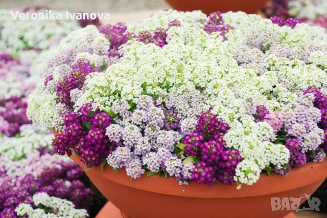 Цветя, снимка 5 - Разсади - 54076484