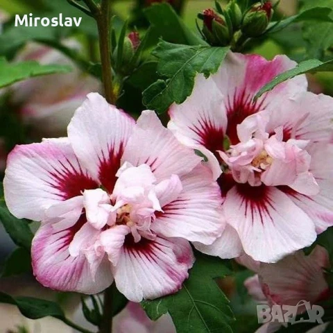 Хибискус Кичест 4 налични цвята