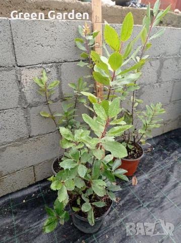 Ягодово Дърбо Арбутус , снимка 3 - Градински цветя и растения - 52359823