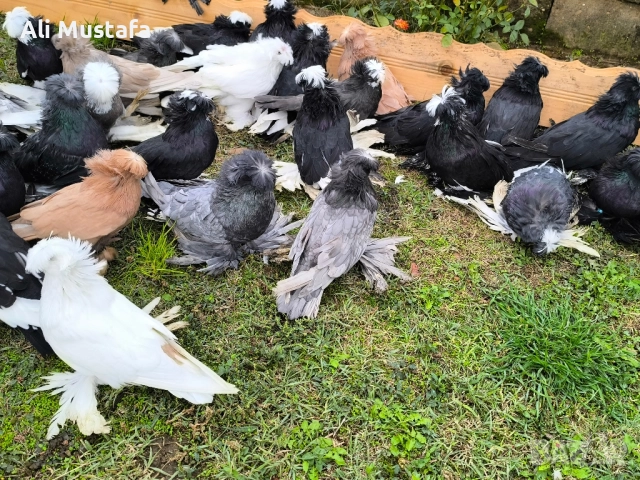 Бухари , снимка 16 - Гълъби - 48210642