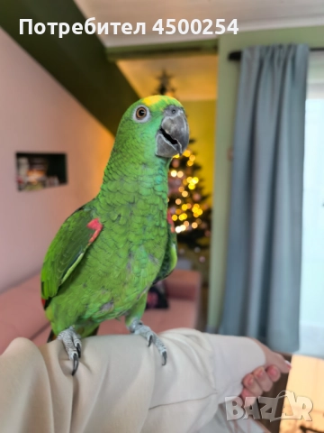 Шестмесечна женска амазона (с клетка), снимка 6 - Папагали - 52708916