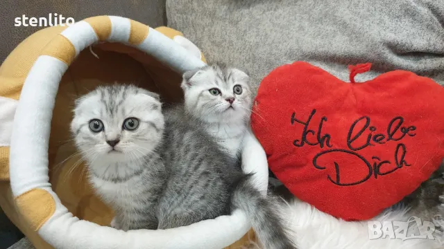 Шотландски Клепоухи - силвър таби, снимка 1