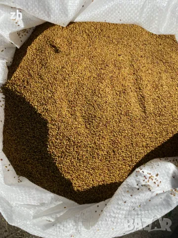 Семе люцерна Приста 3/Плевен 6, снимка 3 - Сортови семена и луковици - 43722731