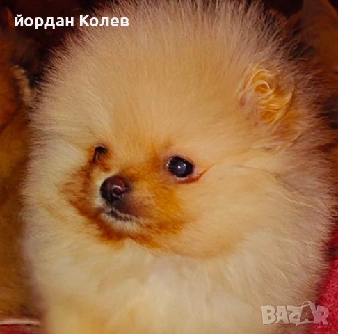 мини момиче , снимка 3 - Померан - 52512405
