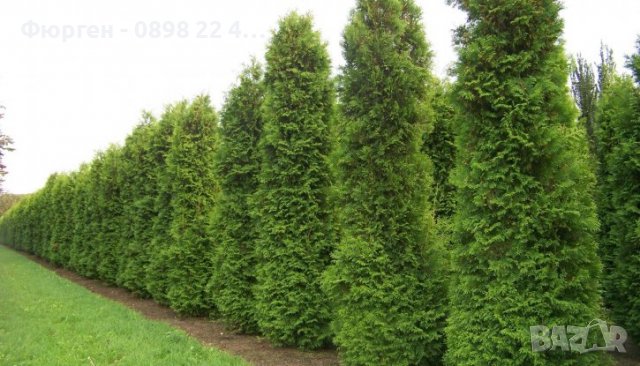 Западна туя Фастигиата Thuja occidentalis Fastigiata , снимка 3 - Разсади - 38067314