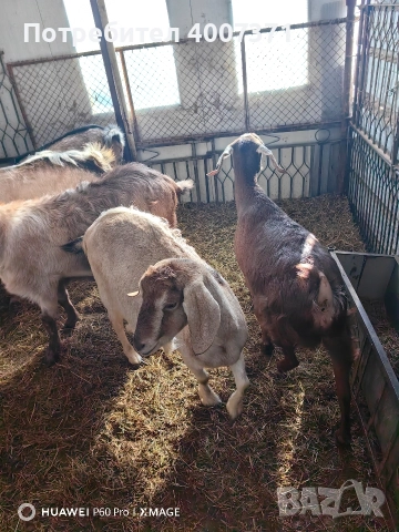 Англонубийски кози и пръч, снимка 14 - Кози - 52928138