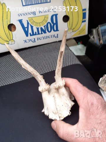 Малък череп сръндак, снимка 4 - Декорация за дома - 40661478