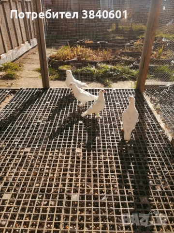 Сатинети , снимка 3 - Гълъби - 52913225