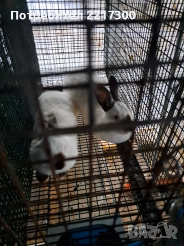 Продавам калифорнийски зайци, снимка 12 - Други животни - 38399540