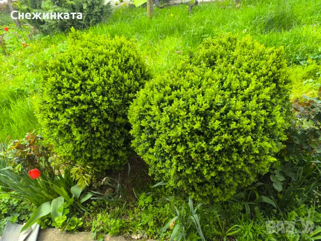 Чемшири- 30-100лв, снимка 4 - Градински цветя и растения - 49939319