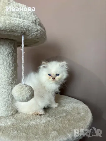 Персийско коте. , снимка 3 - Персийска - 56153471