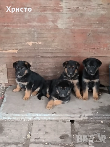 Малки немски овчарки, снимка 11 - Немска овчарка - 52557703