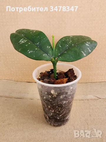 Хоя Lobii cream, снимка 1