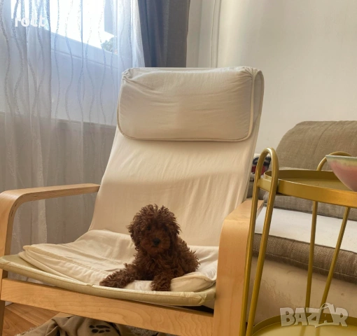 Той Пудел, снимка 3 - Пудели - 54109930