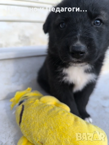 Малка госпожица търси дом, снимка 6 - Други - 53905249