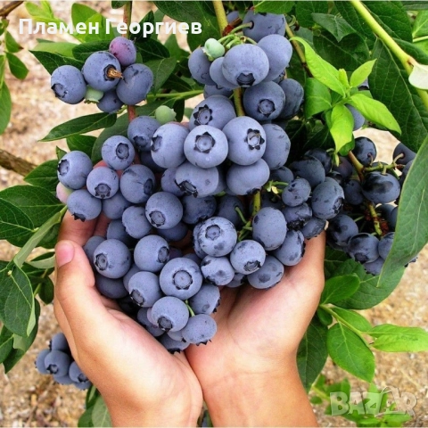 раздад боровинки 