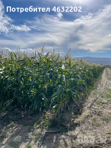 Замразена сладка царевица, снимка 2 - Домашни продукти - 52171913