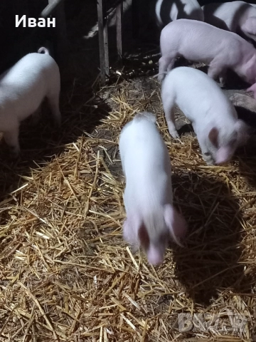 Прасета, снимка 4 - Прасета - 52757302