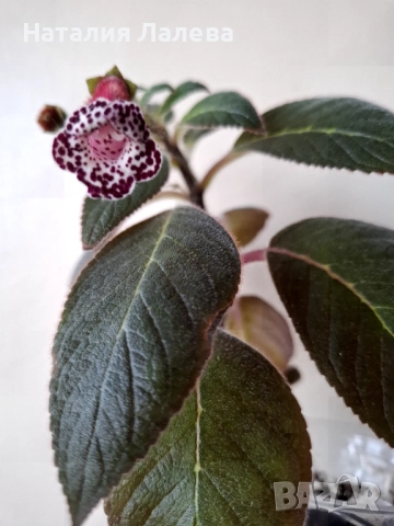 Колерия, kohleria blackberry butterfly